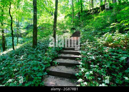 Blick vom Cedar Sink Trail, Mammoth Cave National Park, Kentucky Stockfoto