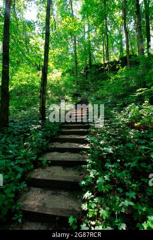 Blick vom Cedar Sink Trail, Mammoth Cave National Park, Kentucky Stockfoto