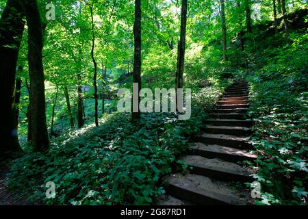 Blick vom Cedar Sink Trail, Mammoth Cave National Park, Kentucky Stockfoto