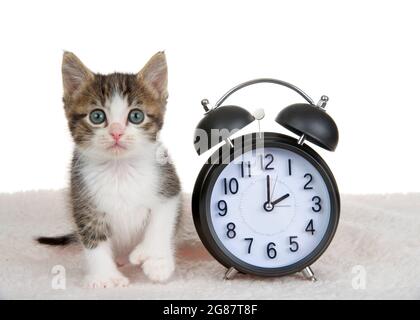 Graues und weißes Polydaktyl-Kätzchen auf einer Schaffelldecke neben einer Uhr, die für 1 Uhr eingestellt ist. Die Sommerzeit beginnt und endet um 1 UHR MORGENS. Frühling forwa Stockfoto