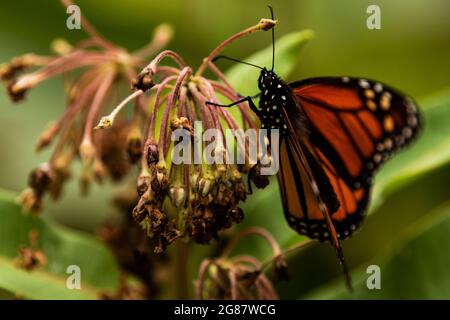 Ein Monarchschmetterling ruht auf einer verwelkelten Pflanze, Danaus plexippus Stockfoto
