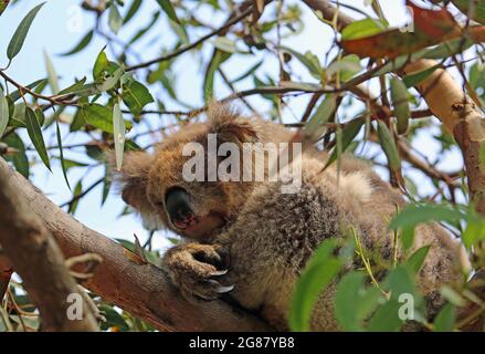 Schlafen zwischen Eukalyptusblättern - Koala - Victoria, Australien Stockfoto