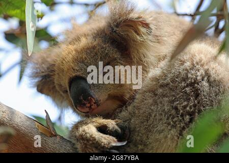 Koala schläft aus nächster Nähe - Victoria, Australien Stockfoto