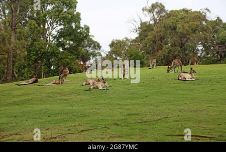 Kangaroo Mob auf dem Hügel - Victoria, Australien Stockfoto