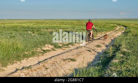 Ein älterer Mann fährt mit seinem Pitbull-Hund an der Leine auf einer unbefestigten Straße in einer grünen Prärie - Pawnee National Grassland in Northern Color Stockfoto