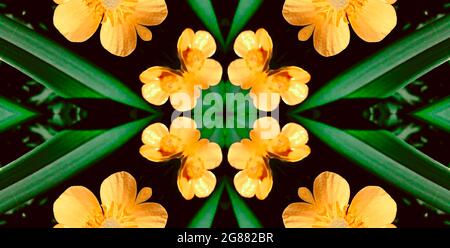 buttercup grüne Blätter Kaleidoskop Stockfoto