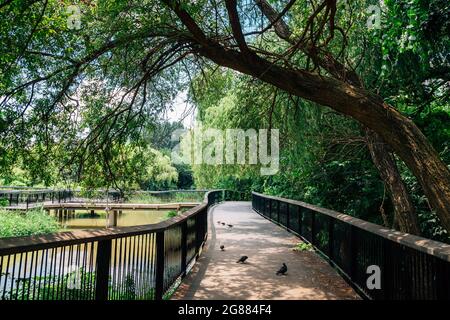 Waldstraße im Yeouido Saetgang Eco Park in Seoul, Korea Stockfoto