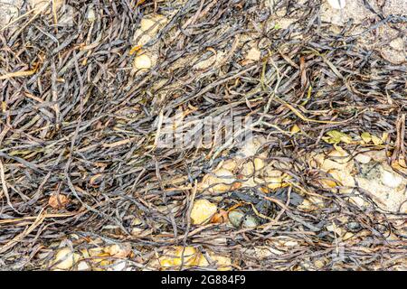 Detail von Algen an einem Meeresstrand Stockfoto