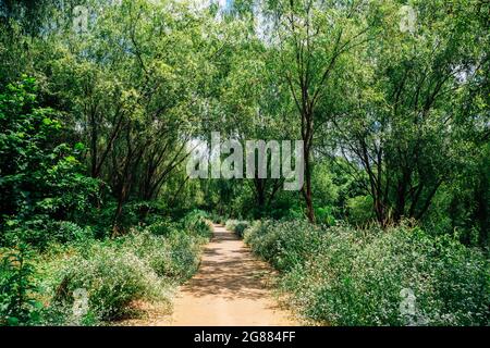 Waldstraße im Yeouido Saetgang Eco Park in Seoul, Korea Stockfoto