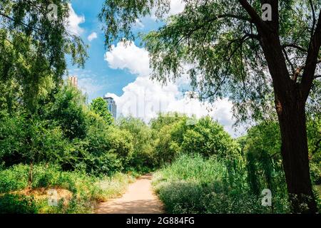 Waldstraße im Yeouido Saetgang Eco Park in Seoul, Korea Stockfoto