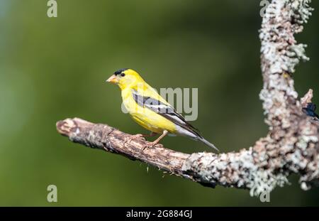 Ein männlicher amerikanischer Goldfink ' Spinus tristis ' steht auf einem Zweig in der Hoffnung, einen Partner anzuziehen. Stockfoto