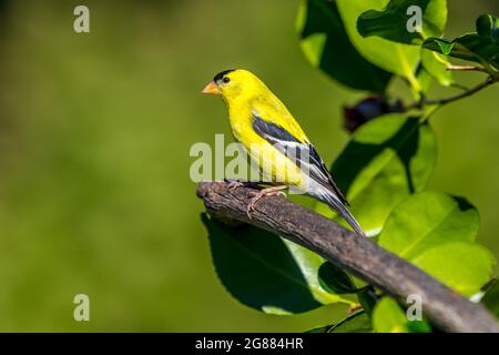 Ein männlicher amerikanischer Goldfink ' Spinus tristis ' steht auf einem Zweig in der Hoffnung, einen Partner anzuziehen. Stockfoto