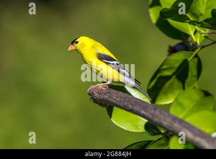 Ein männlicher amerikanischer Goldfink ' Spinus tristis ' steht auf einem Zweig in der Hoffnung, einen Partner anzuziehen. Stockfoto