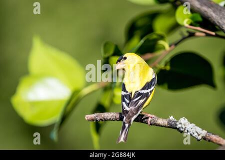 Ein männlicher amerikanischer Goldfink ' Spinus tristis ' steht auf einem Zweig in der Hoffnung, einen Partner anzuziehen. Stockfoto