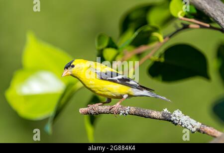 Ein männlicher amerikanischer Goldfink ' Spinus tristis ' steht auf einem Zweig in der Hoffnung, einen Partner anzuziehen. Stockfoto