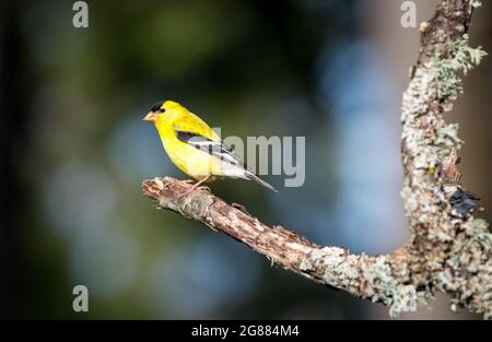 Ein männlicher amerikanischer Goldfink ' Spinus tristis ' steht auf einem Zweig in der Hoffnung, einen Partner anzuziehen. Stockfoto