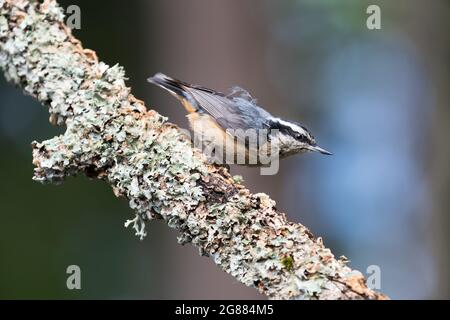 Ein Rotbrustnutscher ' Sitta canadensis ' sucht auf einem moosigen Zweig nach Nahrung. Stockfoto