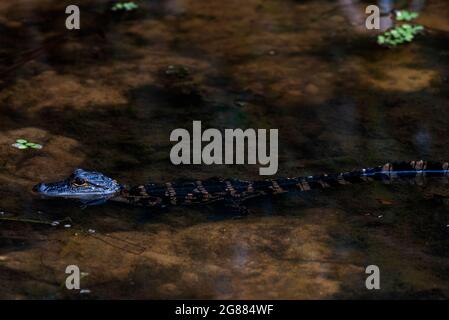 Am 17. Juli 2021 lauert in einem Bach in Daphne, Alabama, ein juveniler amerikanischer Alligator. Stockfoto