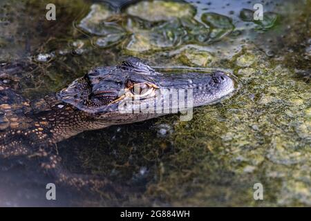 Am 17. Juli 2021 lauert ein junger amerikanischer Alligator am Rande der Mobile Bay in Daphne, Alabama. Stockfoto