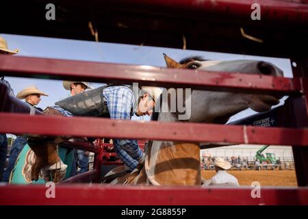 Bloomington, Usa. Juli 2021. Während des Bar J Rodeo 3 auf der Monroe County Fair steigt ein Reiter ohne Sattel auf ein Pferd. Die Monroe County Fair in Bloomington, Indiana, ist eine einwöchige Ausstellung für Kunsthandwerk, landwirtschaftliche Produkte und Viehzucht, ein Gemeindetreffen und ein Festival, das auf dem County Fairgrounds stattfindet. County Messen in den USA sind eine Tradition und Teil der Kultur tief in ländlichen amerikanischen Leben verwurzelt. County Messen begann vor langer Zeit als eine Möglichkeit für Landwirte und landwirtschaftliche Arbeitnehmer zu sammeln und Kontakte zu knüpfen. Kredit: SOPA Images Limited/Alamy Live Nachrichten Stockfoto