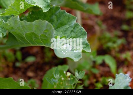 Nahaufnahme von Kohlblättern mit Regentropfen. Kohl schießt draußen auf dem Bett. Home Gardening Konzept Stockfoto
