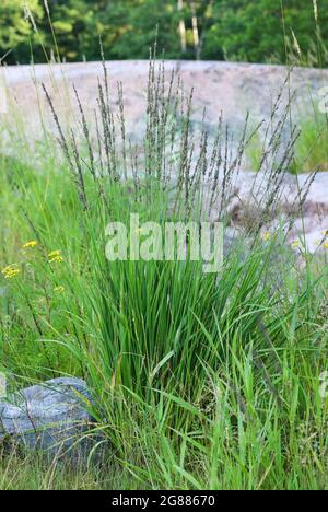 Purpurnes Moore-Gras (Molinia caerulea) Stockfoto