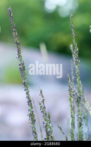 Purpurnes Moore-Gras (Molinia caerulea) Stockfoto