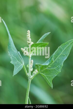 Triangeli League (Atriples prostrata) Stockfoto