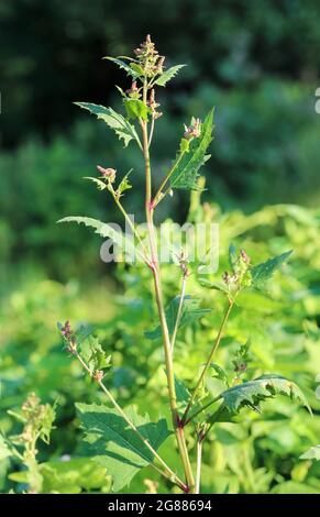 Triangeli League (Atriples prostrata) Stockfoto