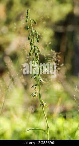 Breitblättriger Helleborin (Epipactis Helleborin) Stockfoto