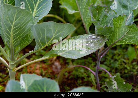 Nahaufnahme von Kohlblättern mit Regentropfen. Kohl schießt draußen auf dem Bett. Home Gardening Konzept Stockfoto