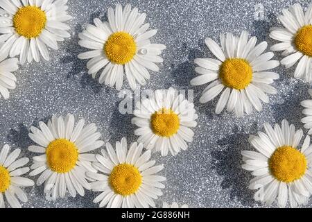 Sommerhintergrund. Natürliche Kamillenblüten und Wellenwasser auf hellgrauem Hintergrund. Draufsicht Flat Lay. Stockfoto