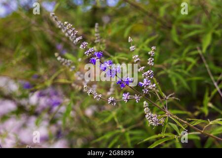 Die Blüten des Vitex agnus-castus, auch vitex genannt, keuscher Baum Stockfoto
