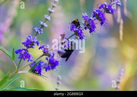 Xylocopa violacea, die violette Tischlerbiene auf den Blüten von Vitex agnus-castus, auch vitex genannt, keuscher Baum Stockfoto