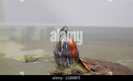 Rotohriger Schieber schwimmt im Wasser. Der Rotohrige Schieber stopfte seinen Kopf aus dem Wasser heraus. Stockfoto