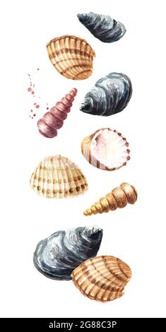 Herabfallende Muscheln. Handgezeichnete Aquarelldarstellung isoliert auf weißem Hintergrund Stockfoto