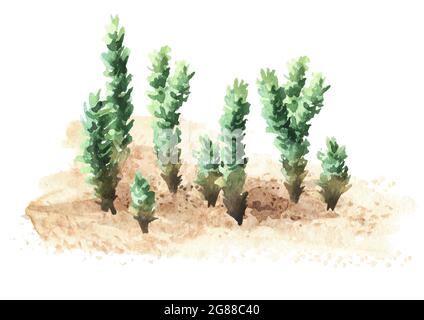 Strandpflanze auf dem Sand. Handgezeichnete Aquarelldarstellung isoliert auf weißem Hintergrund Stockfoto
