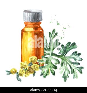 Zweige, Blatt und Blume aus Wermut und ätherischem Öl von Heilpflanzen, handgezeichnete Aquarell-Illustration isoliert auf weißem Hintergrund Stockfoto