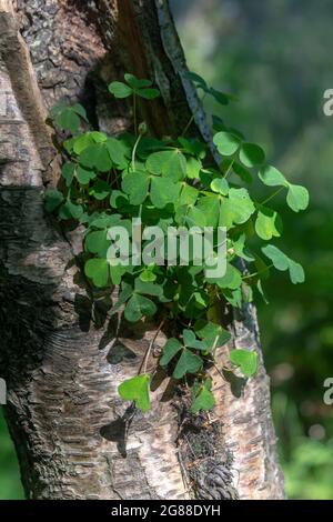 Wilder Kleeblatt wächst in einem kleinen Uro etwa 3 Meter vom Boden entfernt auf dem Stamm eines einheimischen Birkenbaums, der im Cairn Wood National Forest in der Grafschaft Down gefunden wurde