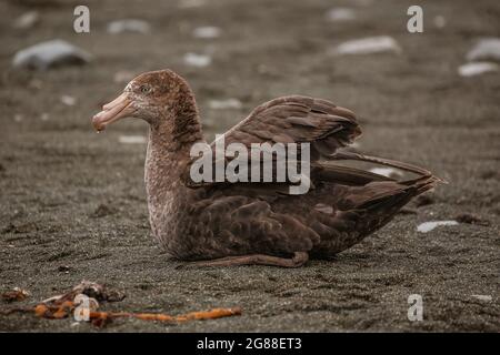 Ein nördlicher Riesensturmläufer (Macronectes halli), der auf Macquarie Island ruht. Stockfoto