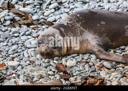 Eine sehr junge Seeelefantenrobbe (Mirounga leonine), die an einem Kiesstrand auf Macquarie Island Haut abgibt. Stockfoto