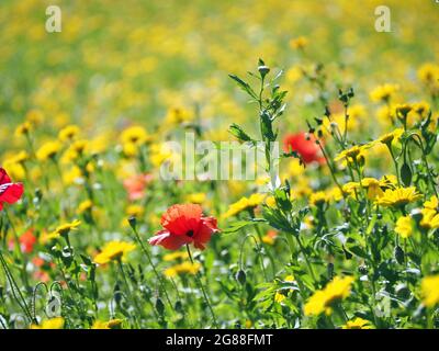 Britische Wildblumen, darunter Corn Marigold (glebioni), Englische Kamille (Chamaemelum nobile), Cornflower (centaurea) und Corn Poppy (papaver) Stockfoto