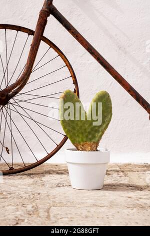 Herzförmiger Kaktus in weißem Topf neben altem rostigen Fahrrad und weißer Wand. Stockfoto