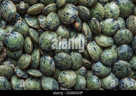 Französische grüne Linsen (le puy Green Linsen PDO, AOC) (Lens esculenta puyensis ) Draufsicht Makrodetails Hintergrund Nahaufnahme ungekocht roh Stockfoto