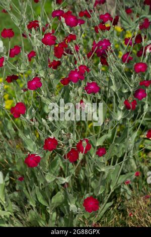 Rose Champion in voller Blüte mit magentafarbenen Blüten und haarigen grauen Blättern Stockfoto