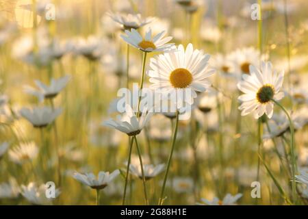 Gänseblümchen auf einer Frühlingswiese bei Sonnenaufgang Stockfoto