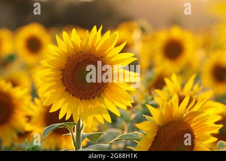 Sonnenblume - Helianthus annuus im Feld bei Sonnenuntergang Stockfoto