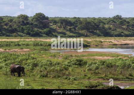 Landschaftlich schöner Blick auf den Fluss vom Letaba Rastlager im Kruger Nationalpark, Südafrika mit einem Elefanten auf der Weide Stockfoto