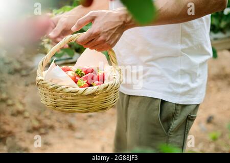 Männliche Hände mit einem Korb voller frischer, reifer Erdbeeren. Die Hand, die die Beeren hält, reifen Erdbeeren. Die Ernte der Beeren. Bauer halten eine Kiste Stockfoto