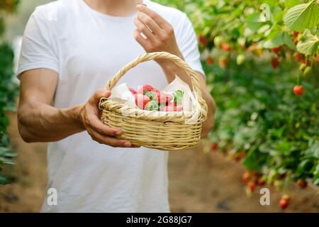 Männliche Hände mit einem Korb voller frischer, reifer Erdbeeren. Die Hand, die die Beeren hält, reifen Erdbeeren. Die Ernte der Beeren. Bauer halten eine Kiste Stockfoto